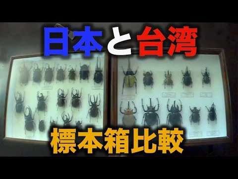世界の昆虫 全3巻&標本セット 5箱&オリジナル標本箱 ※バラ売り要相談 標本製作依頼パターンJ | オオクワ京都昆虫館