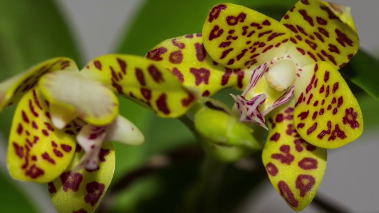 Sedirea japonica × Vandopsis parishii: Blüte und Pflege im Porträt