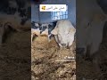 صلاه النبي علي الحلويات اكسبلور Cow اعتني Animals النظافه ترند 