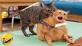 🐱🙀 So Funny! Funniest Cats and Dogs 2024 🐈🐶 Funny And Cute Animal Videos 2024 # 9