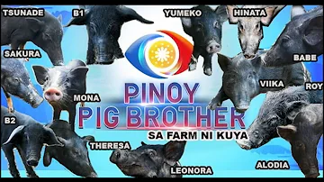 PINOY PIG BROTHER  E1- NATIVE PIG FARMING PHILIPPINES