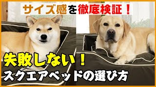 【比較検証】サイズに選びに迷ったらチェック！柴犬とラブラドールが高機能犬用ベッドを試してみました！【ペピイチャンネル】