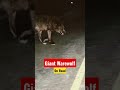 Giant Warewolf On The Streets In Night Wolf Warewolf Tiger Lion Wildlife Africa Bigcats 