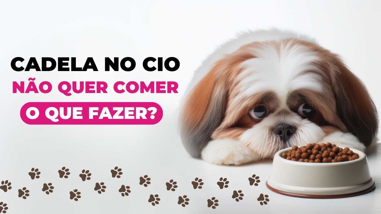 CADELA NO CIO NÃO QUER COMER - O QUE FAZER? | 6 Dicas para ajudar a ...