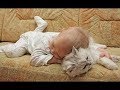 「絶対に笑う」あり得ないことをする犬★おもしろい犬のハプニング, 失敗画像集 #42