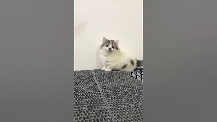 Video 9109501: scottish fold munchkin, kucing scottish fold, munchkin cat kucing, munchkin cats catlover, munchkin cat animals