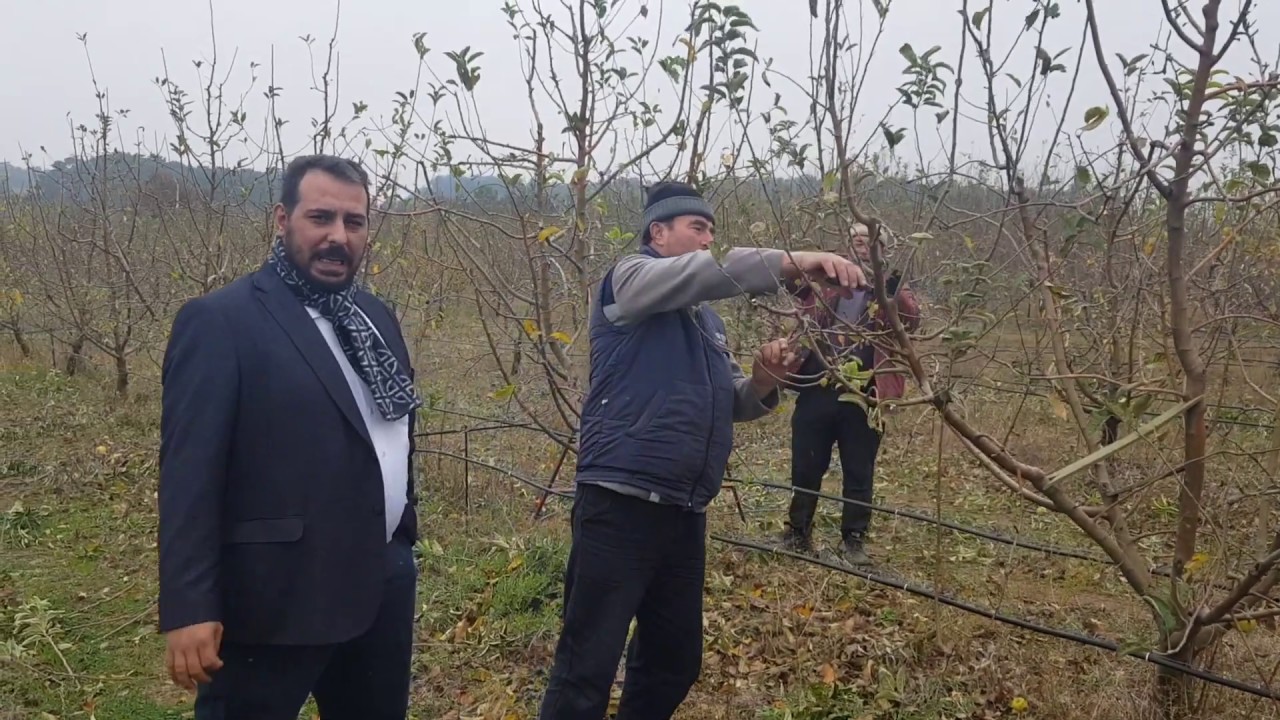 ELMA AĞACI BUDAMASI ÇANAKKALE BAYRAM İÇ