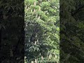 마로니에 나무꽃 . .