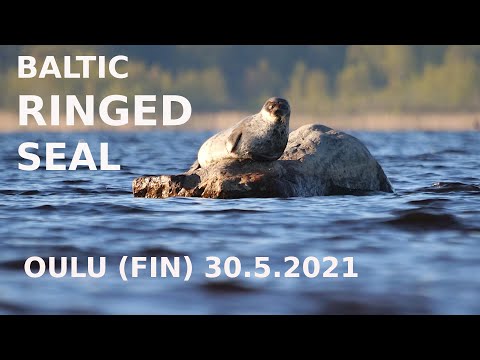 Vidéo: Phoque de Ladoga (phoque annelé): description, habitat