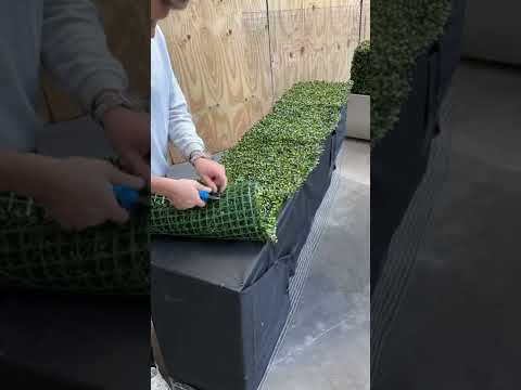 Video: Rosenformschnitt machen – DIY Topiary Rosenbusch