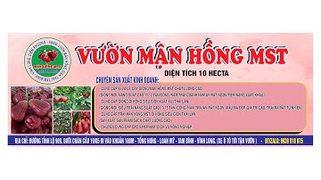 🌸 CÂY GIỐNG MẬN HỒNG MST – LỰA CHỌN TUYỆT VỜI CHO VƯỜN CÂY ĂN TRÁI CỦA BẠN! 🍑 📲 0939.818.975 ⭐️⭐️⭐️