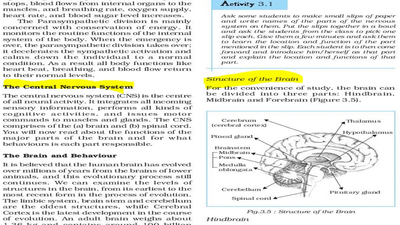 THE BASES OF HUMAN BEHAVIOUR