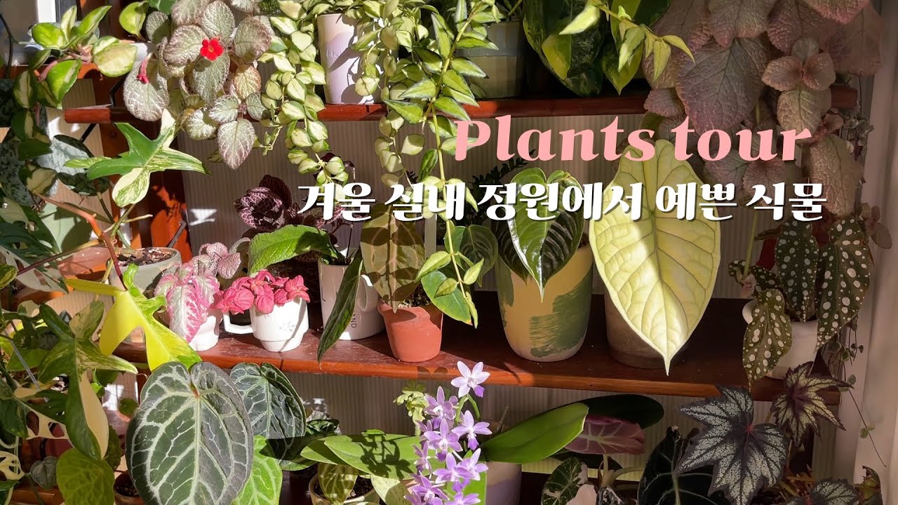 Экскурсия по прекрасным растениям зимнего комнатного сада: алоказия, антуриум, эпизия и сингониум.
