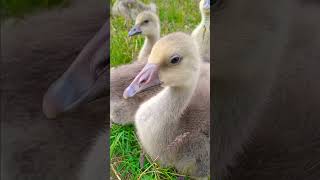 ПОПРОБОВАЛ ПОЗВАТЬ ГУСЕЙ ДОМОЙ! ОНИ МНЕ ЧТО-ТО ОТВЕТИЛИ! ☺️🪿 #funny #animals #природа #goose