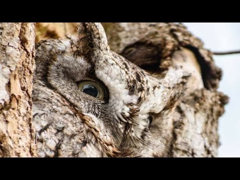 Animals with