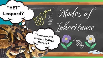 Recessive? Dominant? Incomplete Dominant? "Co-Dom" Morphs??? - RGW Ep 114