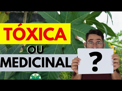 Vídeo: As folhas de ricino são venenosas?