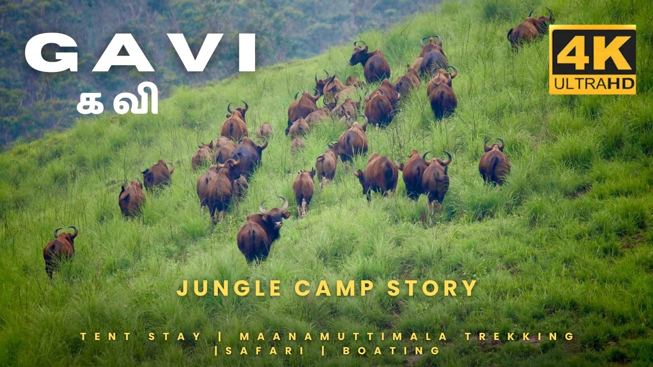 கேரளாவில் ஆபத்தான அடர்ந்த காட்டில் KSRTC பயணம்|பத்தனம்திட்டா to குமுளி  KSRTC பயணம்JUNGLE CAMP STORY