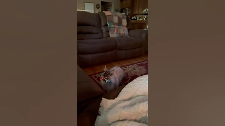 Video 5033201: coon kitten mainecoon, mainecoon kitten pets, coon kitten playing fetch, maine coon kitten playing