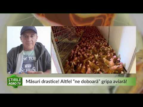 Video: Gripa Aviară - Ar Trebui Să Vă Fie Frică De Ea?