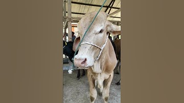 Sapi Moo, Suara Sapi, Sapi Lucu, Sapi Jumbo, Sapi Brahman #sapi #lembu #kurban #cow #conbò