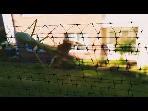 Praying Mantis eats a stink bug