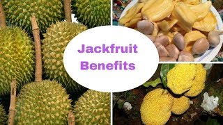 Jackfruit 5 Remarkable Benefits of the World’s Largest Tree Fruit