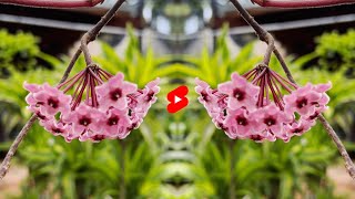 Hoya Carnosa Flower Bloom