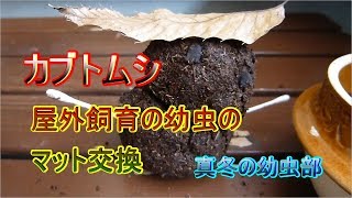 【カブトムシ】屋外飼育の幼虫達のマット交換【年末の幼虫部】Outdoor breeding larva