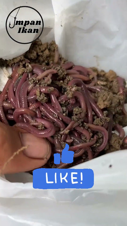 Pilih umpan alami ikan mas menurut kamu paling ampuh #shorts
