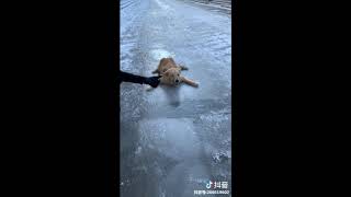 [Tik tok China Douyin]  抖音 可爱狗狗 2019 Adorable Cute Puppy Dogs - 2019 by Jark Network 91 views 5 years ago 8 minutes, 28 seconds