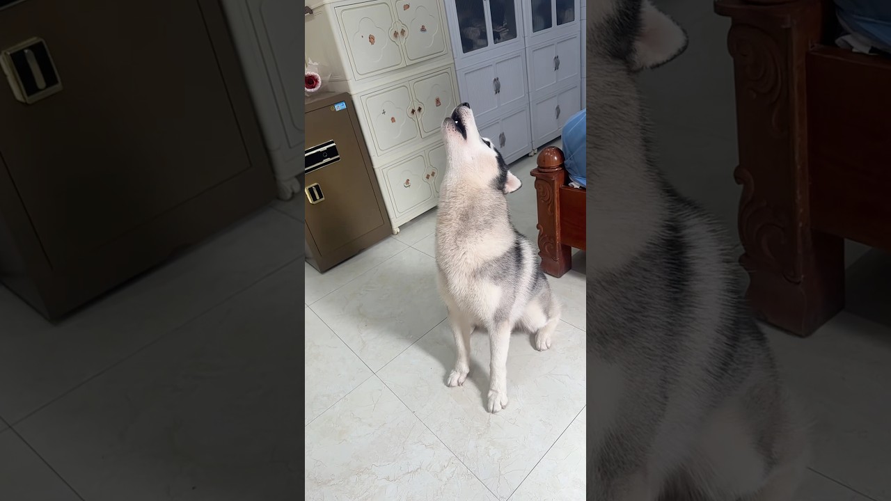 Yuki là sói ko phải ngáo 