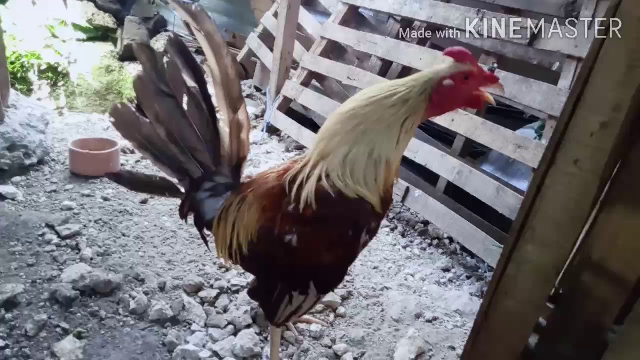 🐓hUnTeR 🐔backyard breeder🐓manok pang sabong....🐣🐤🐥 YouTube