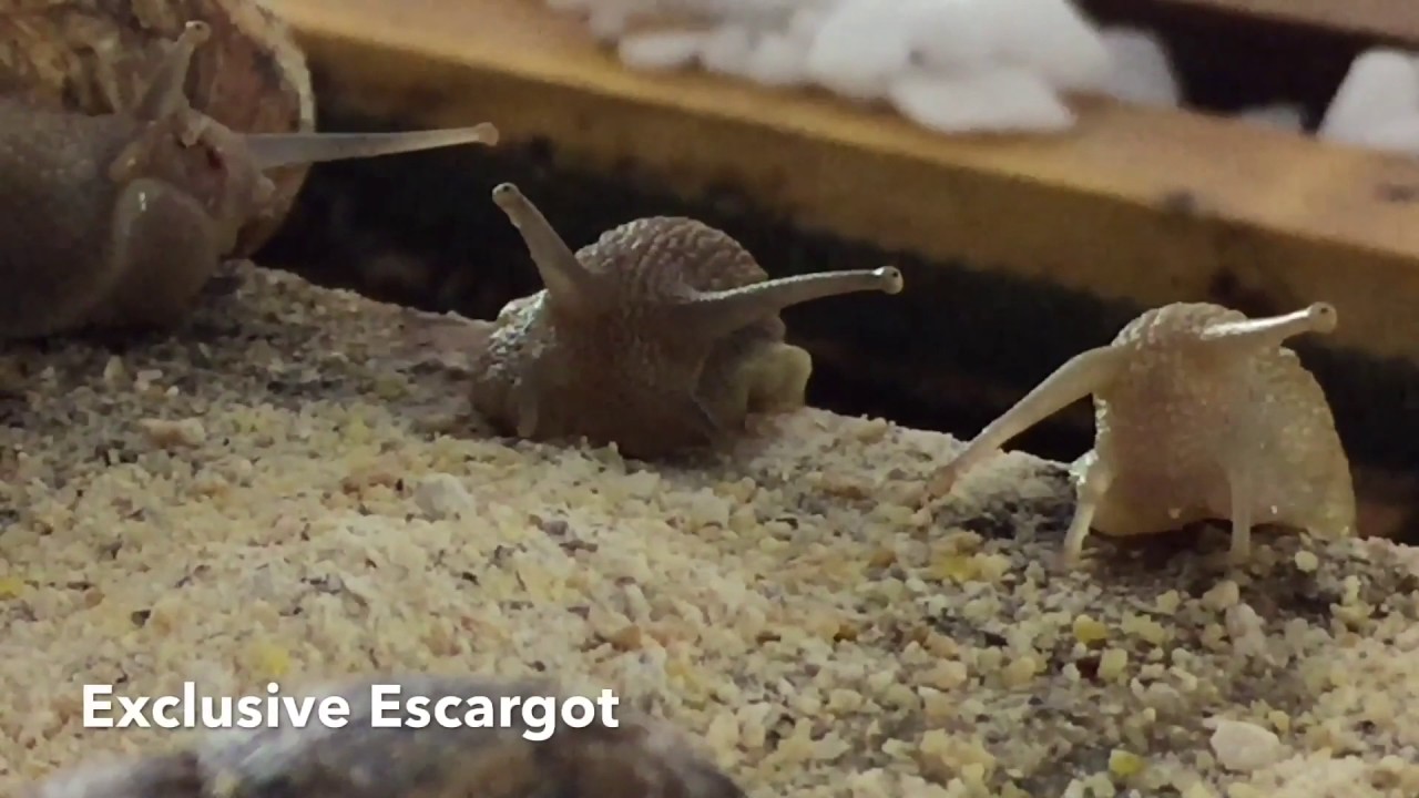 Irish Snail Farm: A Feast for the Eyes - Watching Snails Eating 🐌🇮🇪👀