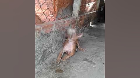 Chó Phú Quốc 3 tháng tuổi tập bắt chuột