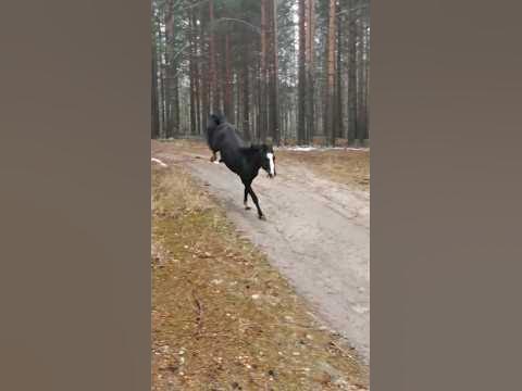 бальзамчик для глаз и ушей 😅 я знаю многим нравится стук копыт 👋🤗🐎 # ...