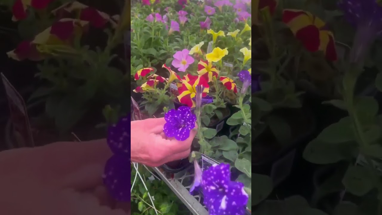 How to: With Hilary - How to make your own annual planters at home. Thrillers, fillers and spillers!