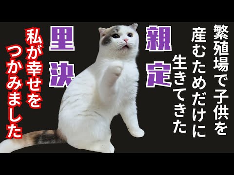 スコティッシュフォールドは繁殖場からレスキューされ引きこもりでも里親決定(保護猫カフェ猫の木)十三駅 Scottish Fold rescued from breeding farm