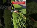 A Gardener’s Hedge Trimming #work #craftsmanship