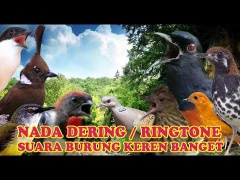 PRENJAK KEPALA MERAH NADA DERING||RINGTONE SUARA BURUNG MERDU BANGET NADA DERING JERNIH