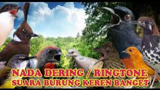 PRENJAK KEPALA MERAH NADA DERING||RINGTONE SUARA BURUNG MERDU BANGET NADA DERING JERNIH