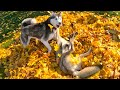 My Husky Puppies FIRST Leaf Pile!