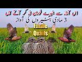New Female Quails Saaf Awaz 3 Madi Batair Ki Awaz