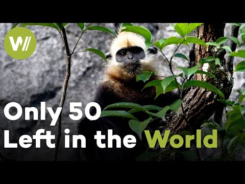 Cat Ba Langurs: The World's Rarest Primates on the Brink of Extinction (Documentary, 2013)