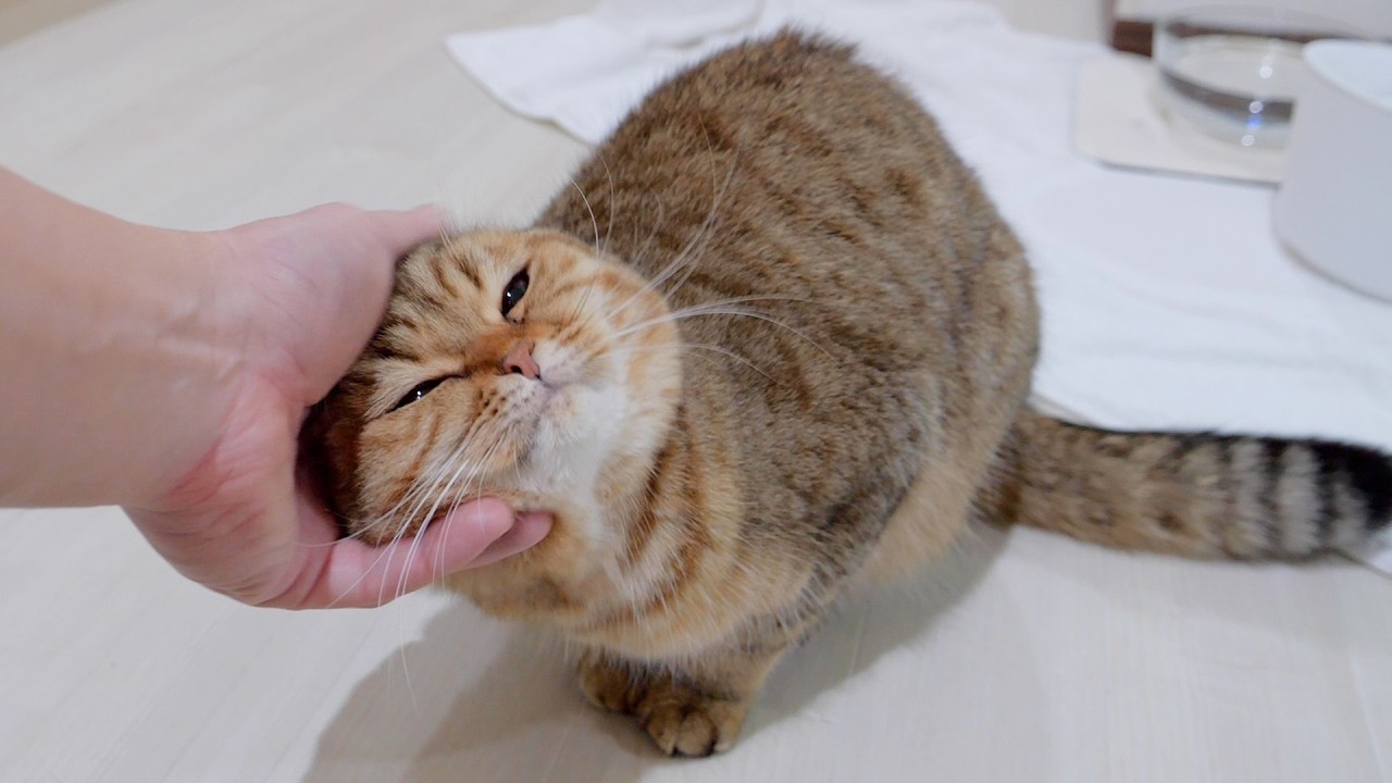 Было так мило наблюдать, как этот котенок вдруг прижался к своему хозяину!