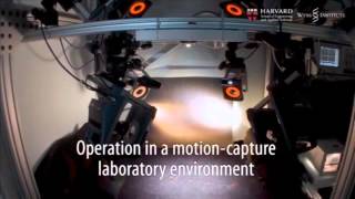 RoboBee: tiny robotic 'insect' flight demonstration - VideosScience