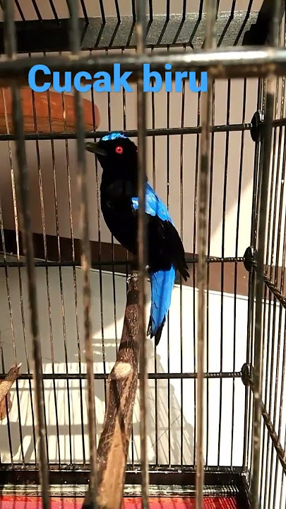 pancingan cucak biru gacor