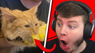 Hyper REACTS TO TRY NOT TO LAUGH UNUSUAL MEMES