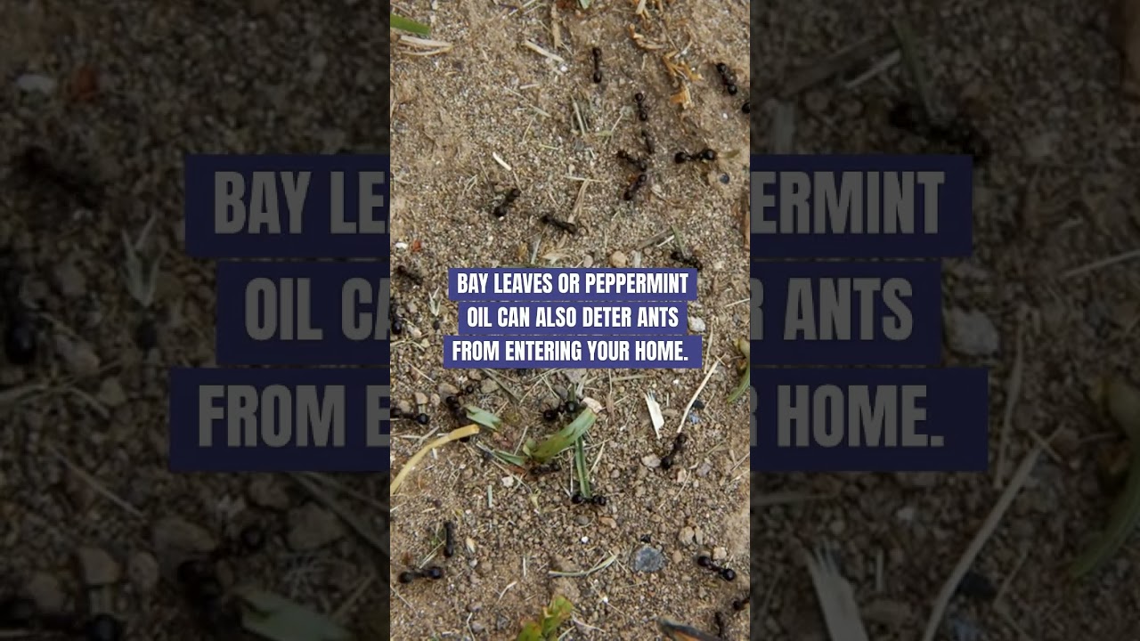 What is the best prevention for ants - Freedom Wildlife Solutions & Pest Control