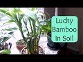 Lucky Bamboo repotting into soil (Care Tips)